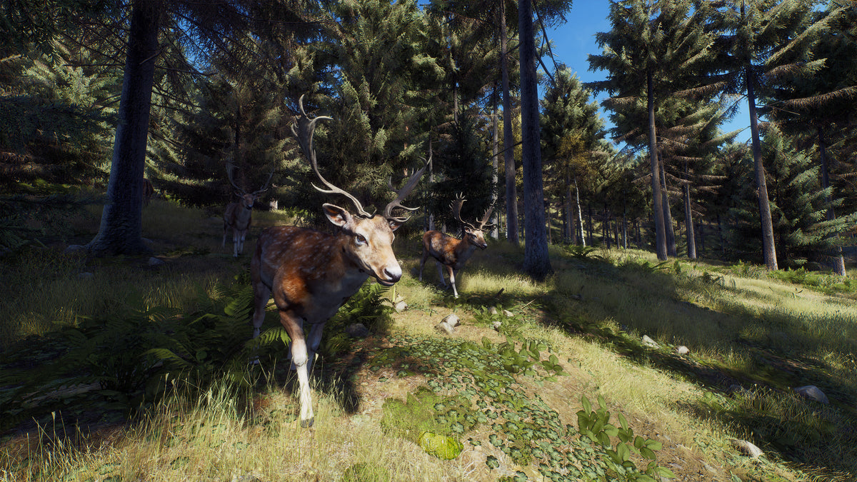 Way of the Hunter PC Steam Key